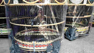 Sangkar Burung Mahkota Merak Rajut Mataram Kualitas Super & Kandang Perkutut Sintetis Terbaik