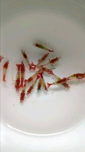 Paket Rilli 30 Udang Hias Aquascape