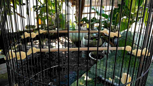 Tangkringan Sogon Pleci Kolibri Motif Posisi Sejajar