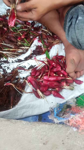 Bawang Dayak Merah Segar 1kg - Biji Bunga Asli Tumbuh Lagi