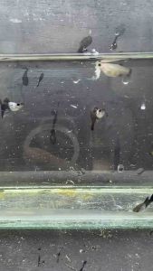 Silverado Dark Blue Short Body Guppy