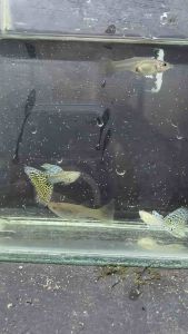 Yellow Cobra Guppy
