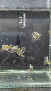 Yellow Tiger King Cobra Guppy Aquarium Fish