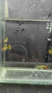 Yellow Leopard Short Body Glass Belly Guppy Fish Aquarium