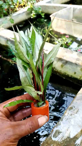 tanaman air aquascape higropila siamensis per pot