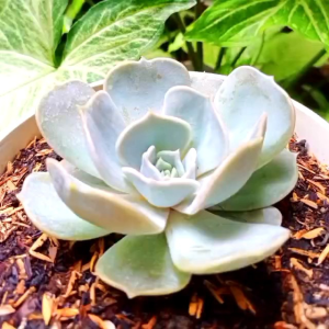 [ Media Tanam Adenium Kaktus & Sukulen | Siap Pakai | Kemasan 1 Kg | 1 Pcs ]
