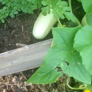 (KEMASAN PREMIUM) BIJI/BENIH TIMUN PUTIH WHITE WONDER