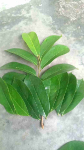 Daun Sirsak Nangka Hijau Segar Bugar (100 Lembar) Jamu Tradisional Alternatif Rebusan Alami