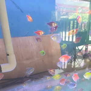 PENJERNIH AIR Aquarium. kemasan botol 100ml.