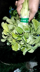 benih bayam kirana 17gram benih bayam kualitas unggul