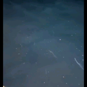 Candat Sotong Pocong Transparent 9 Gram