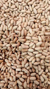 Biji rotan - rotan lonjong ecer - 1 kg biji rotan - biji Rotan kapsul