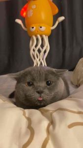 Mainan Gurita Menari Mainan Cumi Cumi Bergoyang Mainan Octopus Elektrik Gurita Menari Ajaib Lucu Baru Mainan Anak Hadiah