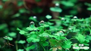 NEO HELIOS WRGB Flat Light Led XP Series Specialist for Aquarium Plant / Moss / Landscape Tank Vivid Colour 水草灯