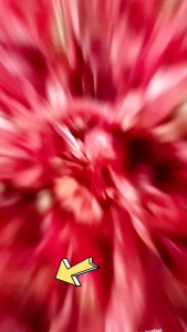 5kg || CABE RAWIT KERING TEJA CAPLAK IMPOR SUPER PEDAS SORTIR TANGAKAI