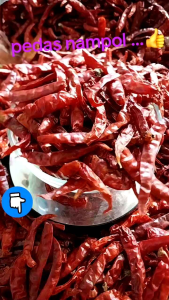 CABE RAWIT TEJA KERING 1Kg SUPER PREMIUM PEDAS Rempah Cabai