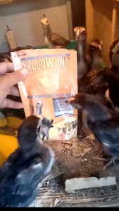 YELLOW VIT 100Gram Jamu Pertumbuhan Nafsu makan ayam dan vaksin alami dari penyakit Jamu herbal ayam