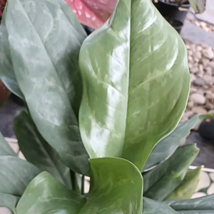 เงินเต็มบ้านไม้มงคลกระถาง8"ราคาถูก฿87