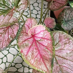 บอนสีสาวนครชัยศรีฟอร์มกอมี5ตันอยู่ในกระถาง11"ราคา280