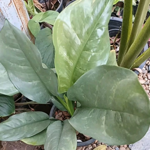 เงินเต็มบ้านไม้มงคลราคาถูก฿87