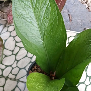 เศรษฐีเงินหนาไม้มงคลกระถาง8"ราคาถูก฿109