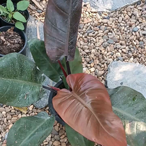 กุมารดำเรียกทรัพย์ราคา 8 ถถูกกระถาง 99 ฿