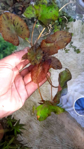 Tiger Lotus Red Tanaman Aquascape Per Rizom
