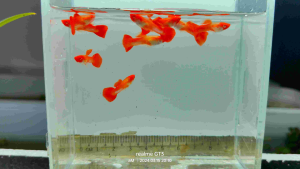 albino red koi guppy pair