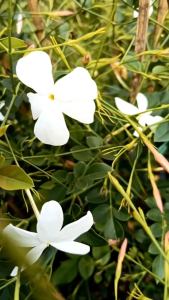 มะลิก้านแดง กระถาง 11 นิ้ว ดอกหอมออกดอกทั้งปี (กทม)