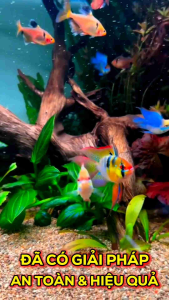 Multibo Nano Care | Chế Phẩm Phòng và Xử Lý Hiệu Quả Nấm Thối Đuôi Tuột Nhớt Ở Cá Cảnh Thuỷ Sinh