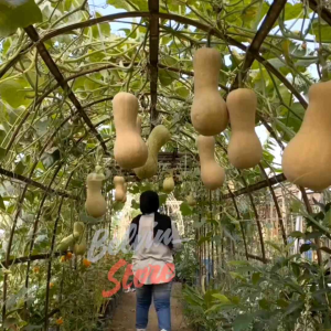 (-+25 butir) Benih tanaman labu madu buttetnut import [kemasan pabrik]