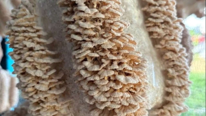 Fresh Cendawan Kukur / Cendawan Sisir / Kulat Sisir Segar 1 Pack RM10 Delivered Daily.