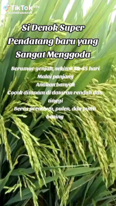 BENIH BIBIT PADI SI DENOK SUPER JUMBO kemasan (2KG)