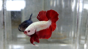 Red Dragon Halfmoon Plakat HMPK Betta Fish / Ikan Laga/ 斗鱼 / Live Fish ❗️Fish same as order❗️Not random pick❗️1