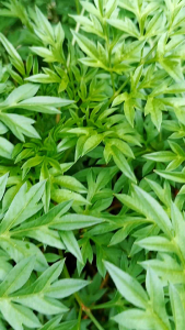 Daun Kenikir Segar Isi 1 Kg