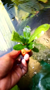 Tanaman Air Aquascape Black Amazon per Pot