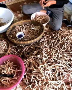 Ba kích tím Quảng Ninh tách lõi hút chân không sạch chỉ việc ngâm