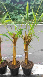 bambu kuning tumbuh +pot