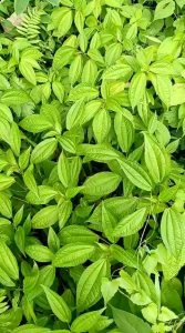 Bibit Tanaman Poh pohan siap tanam Beli 5 gratis 1