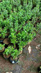 Tanaman lavender / tanaman anti nyamuk/tanaman hias hidup