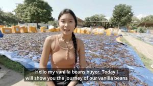 Vanilla Beans Gourmet ( 5 Beans ) New batch 2026 16cm above