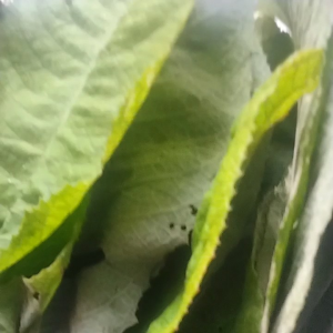 jual daun sembung segar dipetik pasmasuk order harga 500 gram