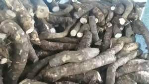 Củ bạc hà núi 2kg Đào sâu trong núi Cấm An Giang hàng tuyển