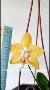 seedling Phalaenopsis Deventeriana bibit anggrek bulan primary hybrid Silangan spesies bayi anggrek bunga
