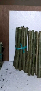 Bibit Pakan Ternak Kekinian Panjang 30 cm