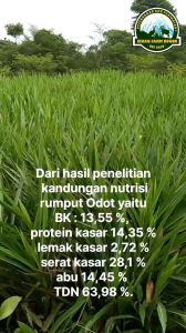 bibit rumput odot 50 batang pakan ternak