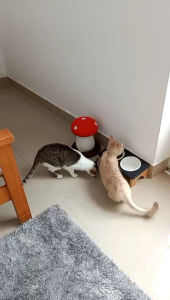 THỨC ĂN HẠT HỖ TRỢ DỊ ỨNG & QUẢN LÝ CÂN NẶNG CHO MÈO DR.HEALMEDIX WEIGHT CONTROL W/C