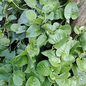 Herbal Diabetes Daun Binahong Hijau Segar 500 Gram