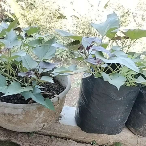 Bibit Super Umbi Gandola 50 Batang