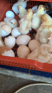 MESIN TETAS GARANSI 1TH KAPASITAS 100